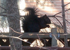 black squirrel